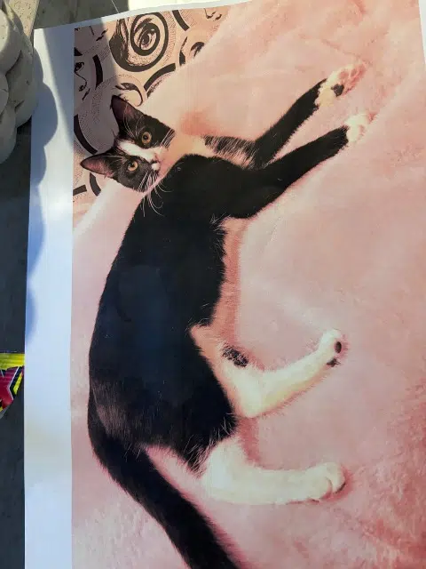 chatte lost   30190 Saint-Chaptes Poupi