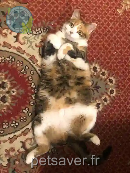 Chatte Perdue 30 Gard - Simone Chatte Perdue 30 Gard - Simone