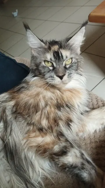 chatte lost   30390 Aramon Souki