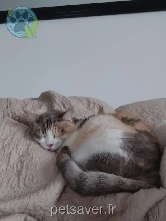 Chatte Perdue 30 Gard - Spagna Chatte Perdue 30 Gard - Spagna
