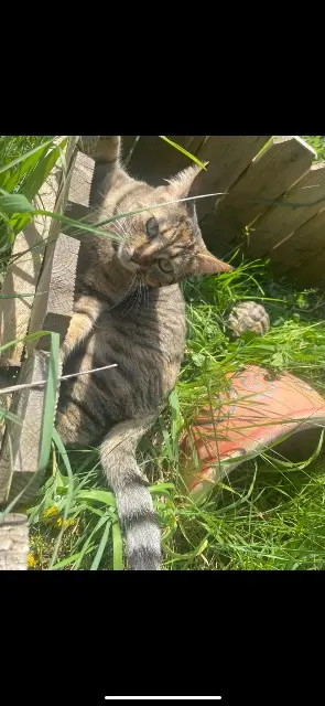 chatte lost   30150 Montfaucon Stone