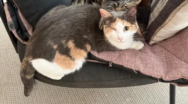 chatte lost    Thoiras-Corbès Celestine