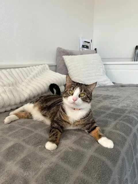 chatte lost   30120 Le Vigan tia
