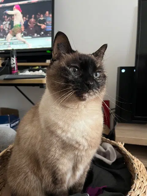 chatte lost   30470 Aimargues Tina