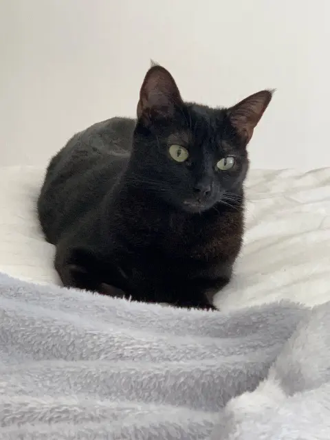 chatte lost   30230 Bouillargues Tylou