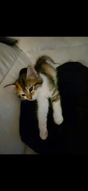 chatte lost   30410 Meyrannes Tysha
