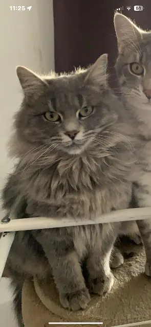 chatte lost   30360 Vézénobres Vaina
