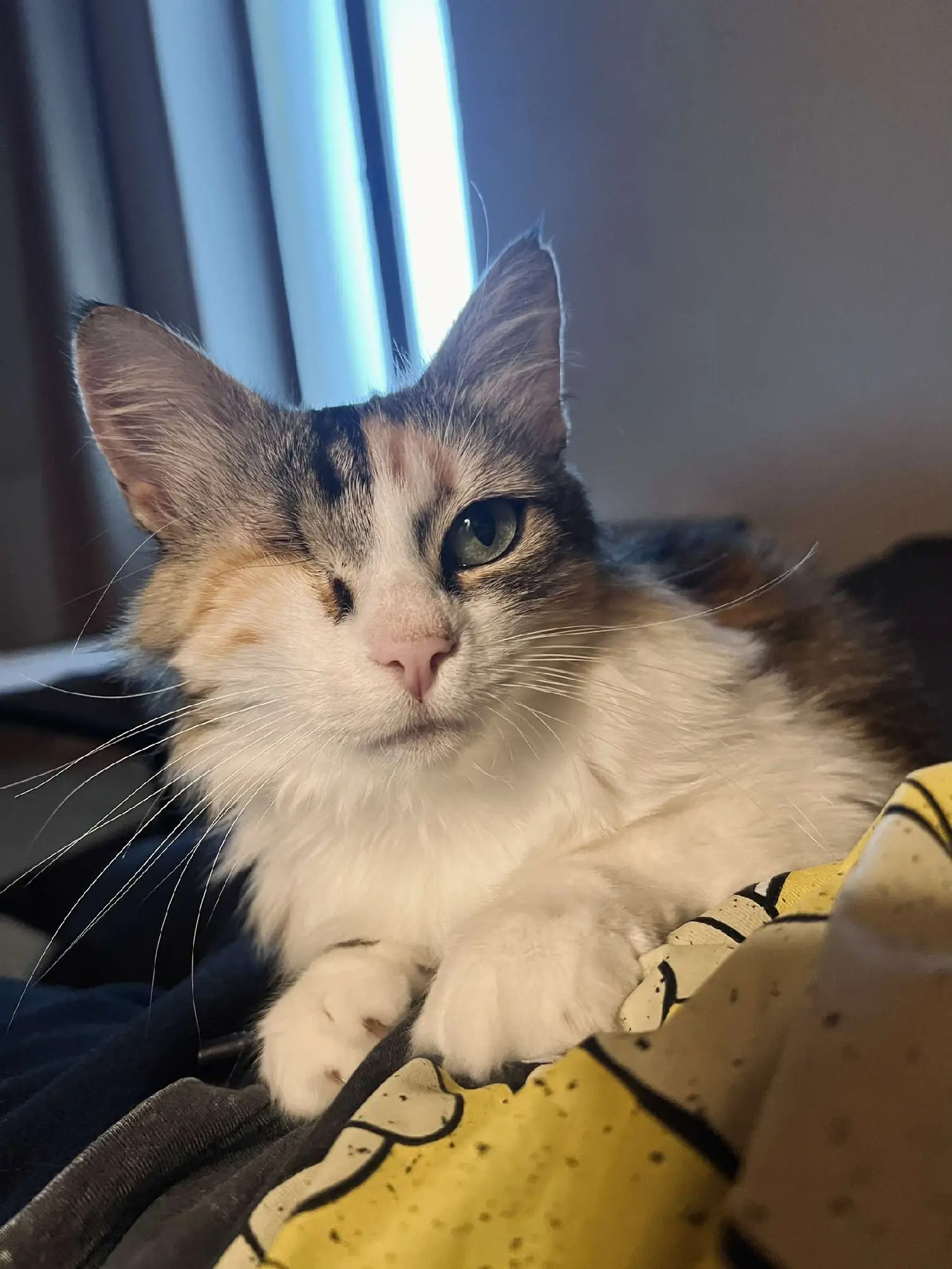 Chatte Perdue 30 Gard - Vanille Chatte Perdue 30 Gard - Vanille