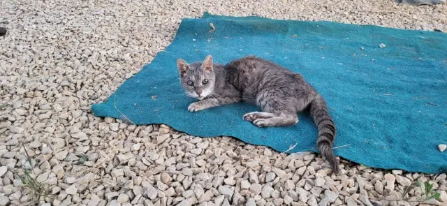 chatte lost   30160 Gagnières Victoire