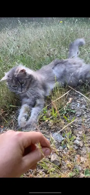 chatte lost   30260 Quissac Véga