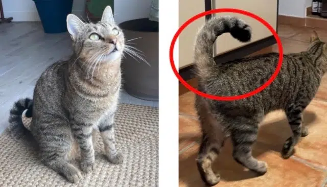 chatte lost   30114 Nages-et-Solorgues Yuka