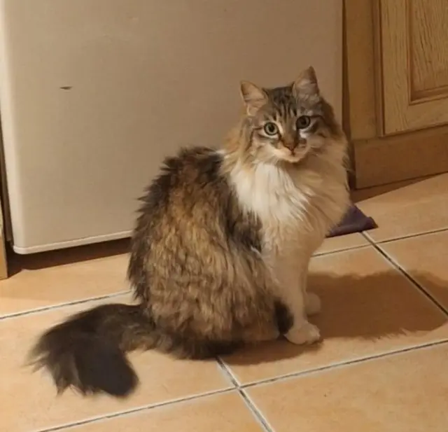 chatte lost   30200 Bagnols-sur-Cèze Zia