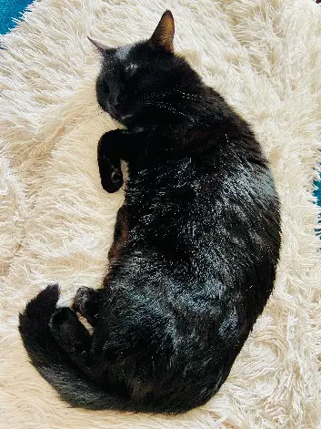 Chatte Perdue 30 Gard Chatte Perdue 30 Gard