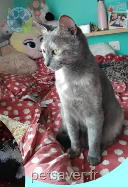 Katze lost   30730 Saint-Mamert-du-Gard Évie