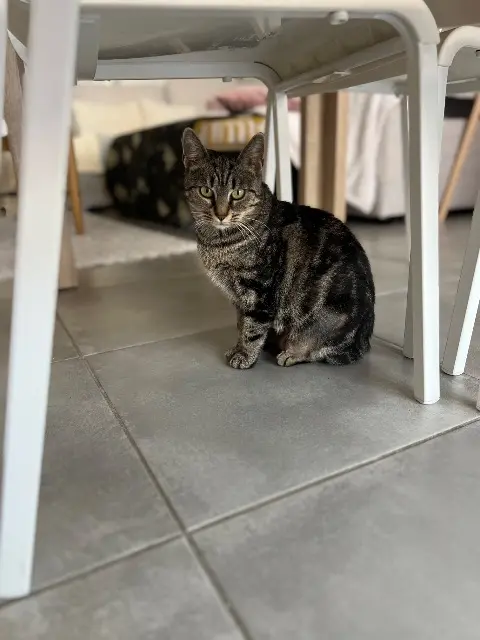 chatte lost   31830 Plaisance-du-Touch Aby