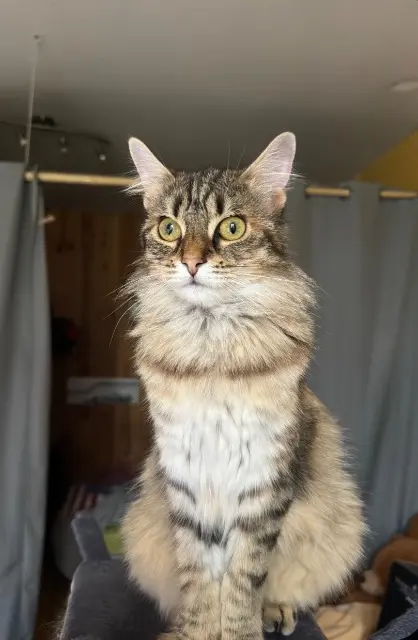 chatte lost   31800 Saint-Gaudens Ahsoka