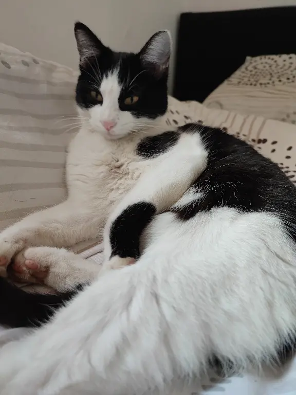 Chatte Perdue 31 Haute-Garonne - Alice Chatte Perdue 31 Haute-Garonne - Alice