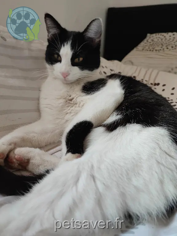Chatte Perdue 31 Haute-Garonne - Alice Chatte Perdue 31 Haute-Garonne - Alice