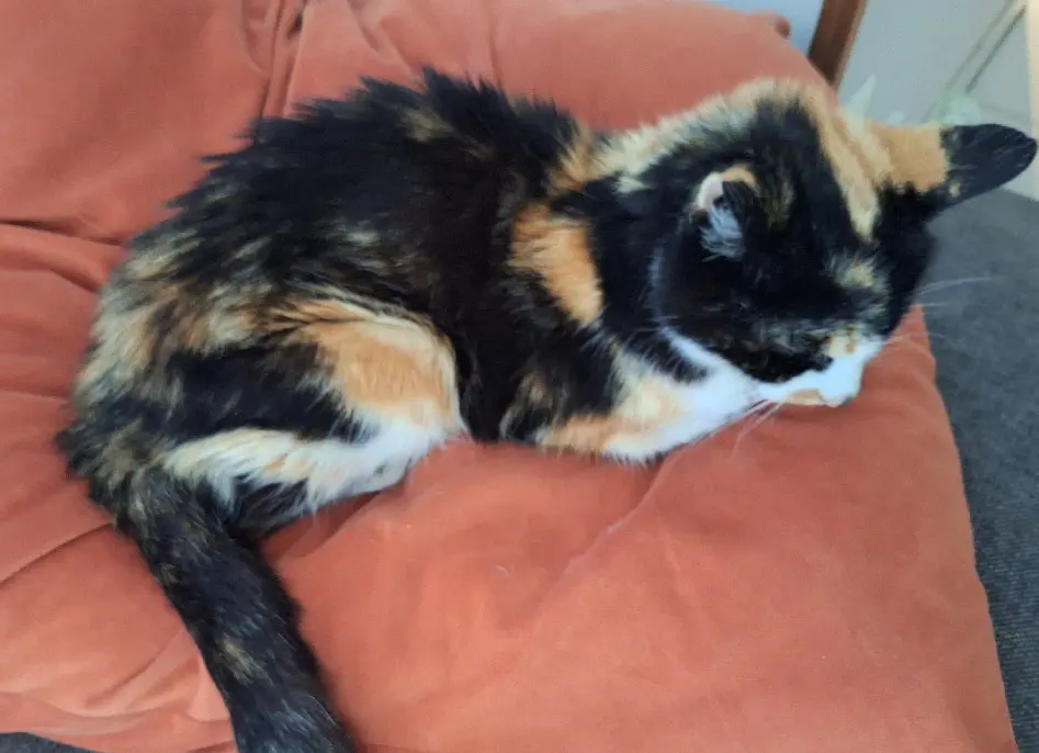 Chatte Perdue 31 Haute-Garonne - Amy Chatte Perdue 31 Haute-Garonne - Amy