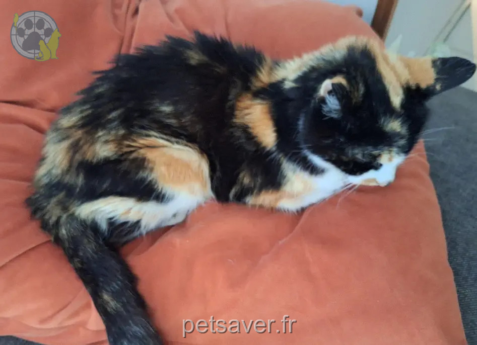 Chatte Perdue 31 Haute-Garonne - Amy Chatte Perdue 31 Haute-Garonne - Amy