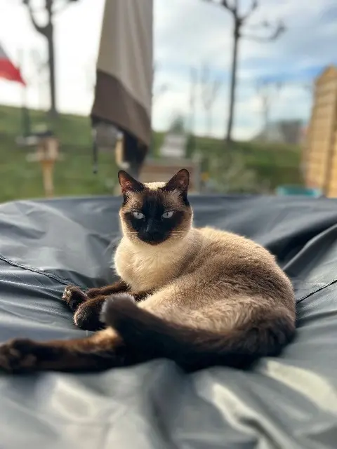 chatte lost   31850 Montrabé Aria