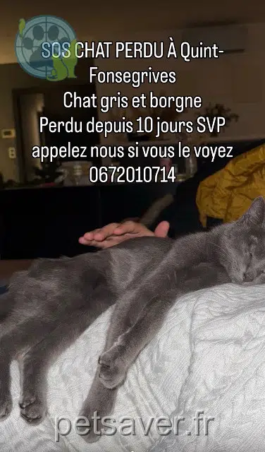 chatte lost   31130 Quint-Fonsegrives Ash