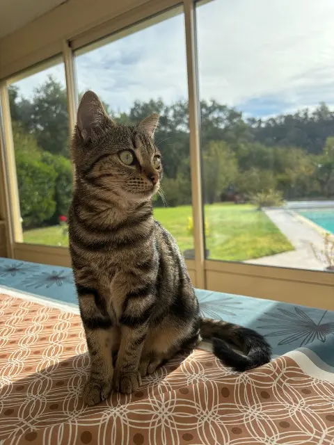 chatte lost   31410 Le Fauga Athena