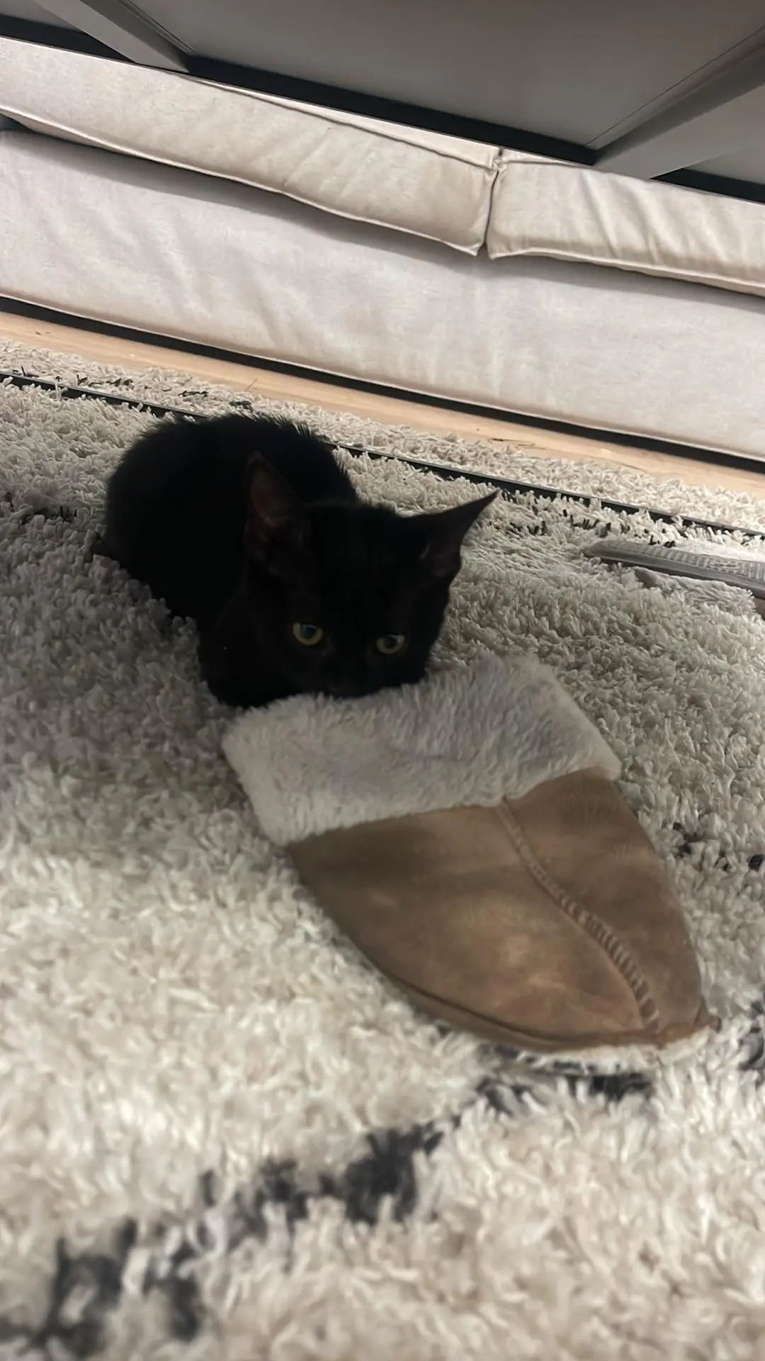 Chatte Perdue 31 Haute-Garonne - Baggy Chatte Perdue 31 Haute-Garonne - Baggy