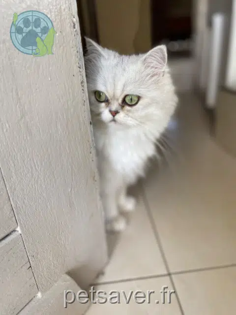 chatte lost   31450 Odars Bai