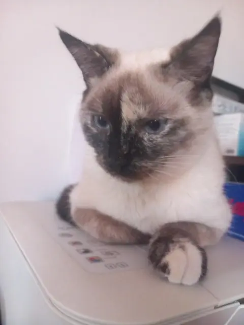 chatte lost   31270 Villeneuve-Tolosane Belle