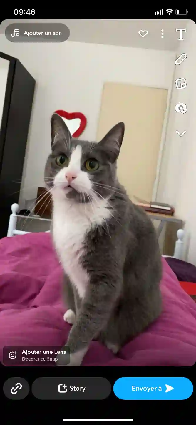 Chatte Perdue 31 Haute-Garonne - Bibi Chatte Perdue 31 Haute-Garonne - Bibi