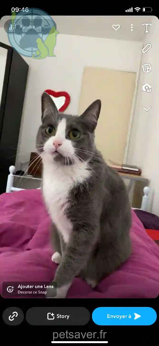 Chatte Perdue 31 Haute-Garonne - Bibi Chatte Perdue 31 Haute-Garonne - Bibi