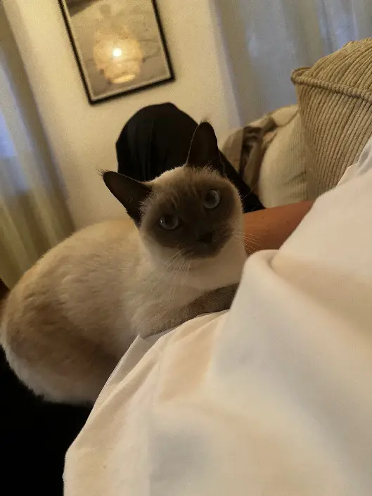 Chatte Perdue 31 Haute-Garonne - Bibi Chatte Perdue 31 Haute-Garonne - Bibi