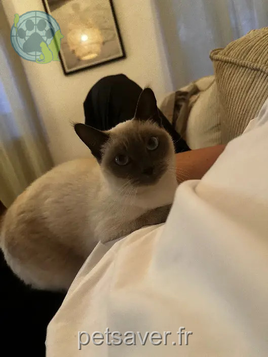 Chatte Perdue 31 Haute-Garonne - Bibi Chatte Perdue 31 Haute-Garonne - Bibi