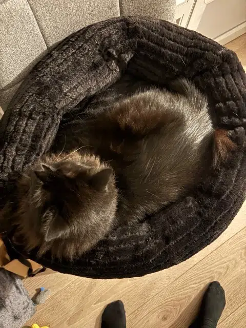 chatte lost   31320 Vieille-Toulouse Blackie