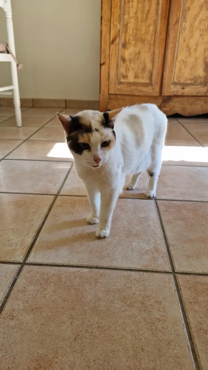 Chatte Perdue 31 Haute-Garonne - Blanche Chatte Perdue 31 Haute-Garonne - Blanche