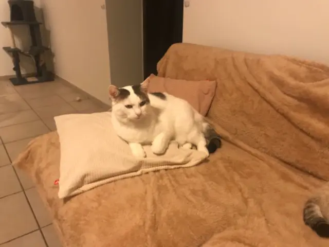 chatte lost   31350 Blajan Blanchette