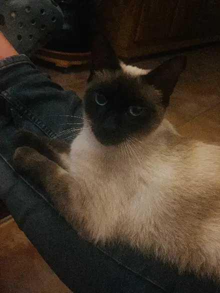 Chatte Perdue 31 Haute-Garonne Chatte Perdue 31 Haute-Garonne