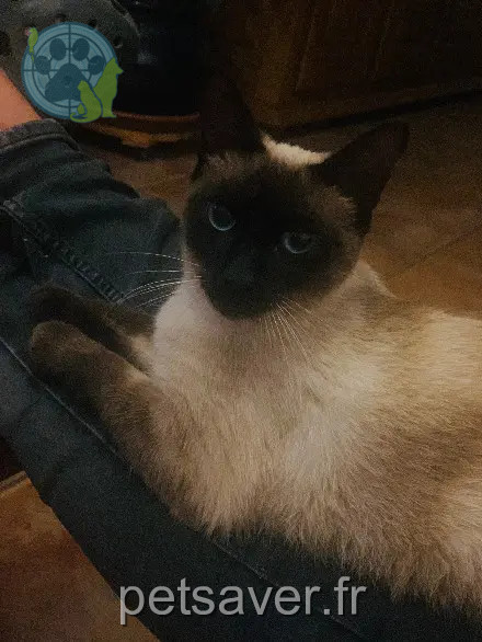 Chatte Perdue 31 Haute-Garonne Chatte Perdue 31 Haute-Garonne