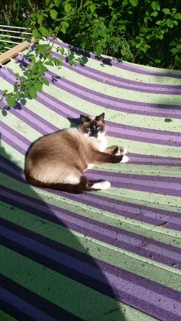 chatte lost   31130 Balma Cali