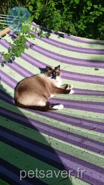 chatte perdue 31130 Balma Cali chatte lost 31130 Balma Cali