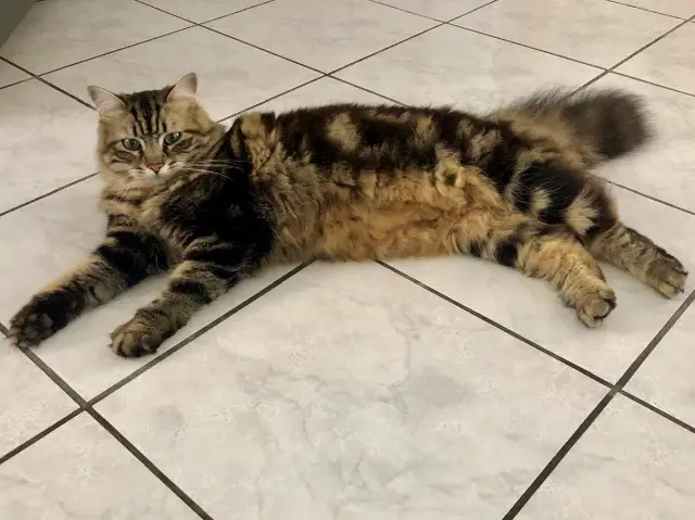 chatte lost   31560 Montgeard Caline