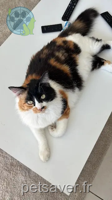 cat lost 31270 Villeneuve-Tolosane Cannelle cat lost 31270 Villeneuve-Tolosane Cannelle