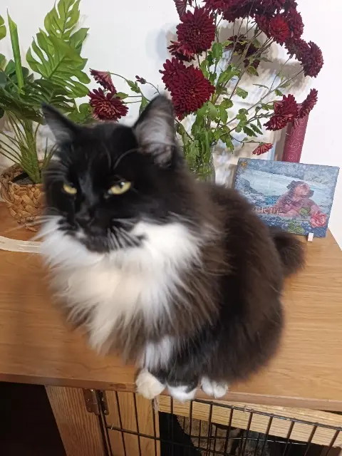 chatte lost   31260 Salies-du-Salat Carla