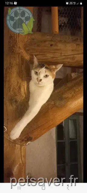 chatte lost   31140 Pechbonnieu Carlita