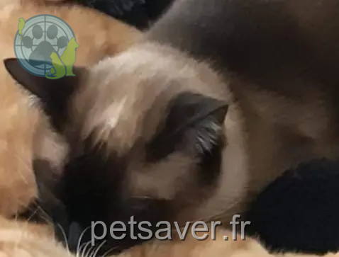 Chatte Perdue 31 Haute-Garonne - Ceylane Chatte Perdue 31 Haute-Garonne - Ceylane