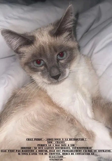 chatte lost   31170 Tournefeuille Chanel