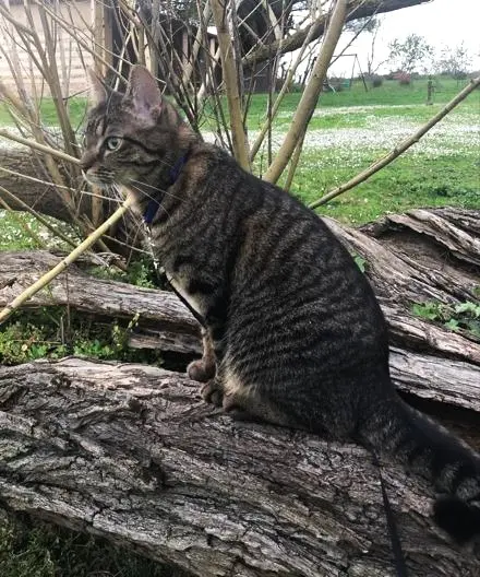 Chatte Perdue 31 Haute-Garonne - Chatouille Chatte Perdue 31 Haute-Garonne - Chatouille