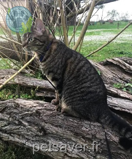 Chatte Perdue 31 Haute-Garonne - Chatouille Chatte Perdue 31 Haute-Garonne - Chatouille