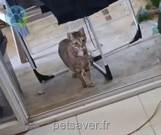 chatte lost 31320 Auzeville-Tolosane Cheetah